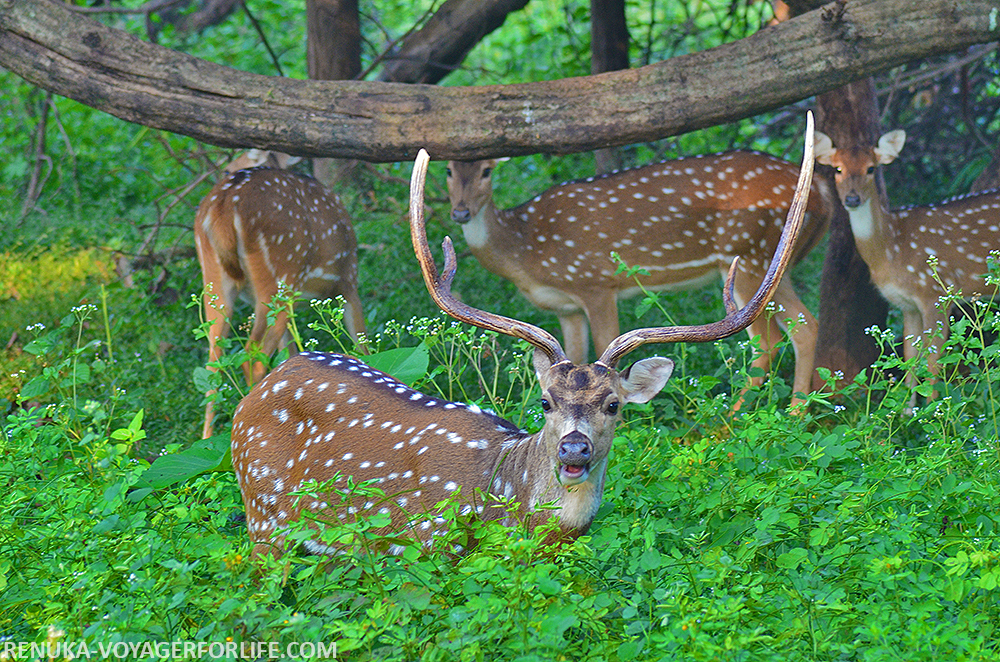 IMG-Sambhar deer at Pench National Park