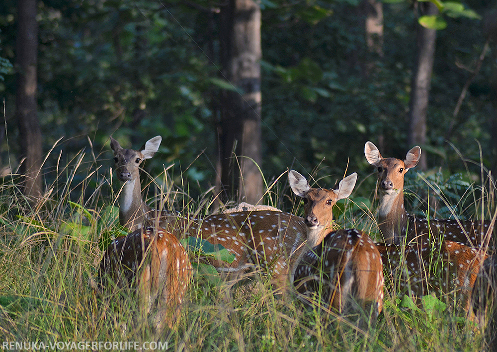 IMG-Deer at Pench National Park