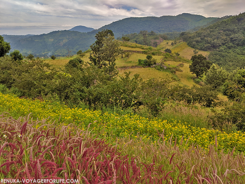 IMG-Beautiful farms in South India