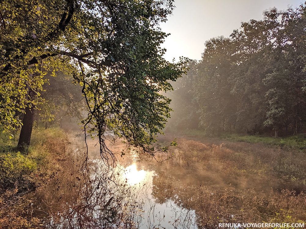 IMG-Early morning at Pench National Park