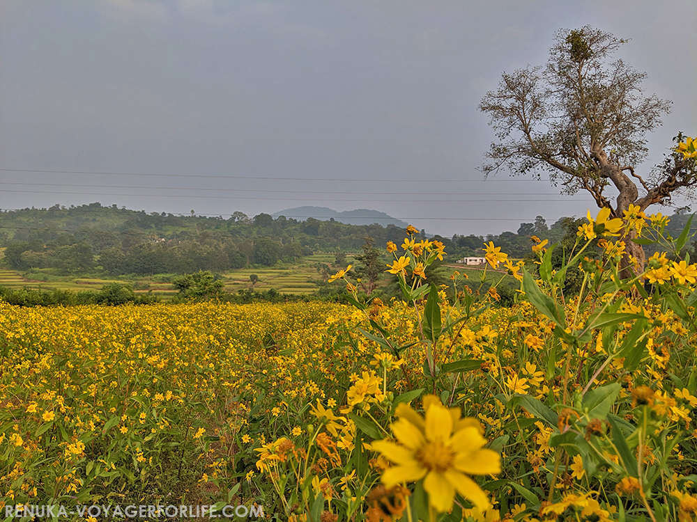 IMG-Mustard fields in Ananthagiri