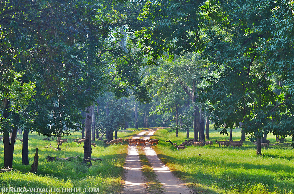 IMG-Pench National Park of Madhya Pradesh