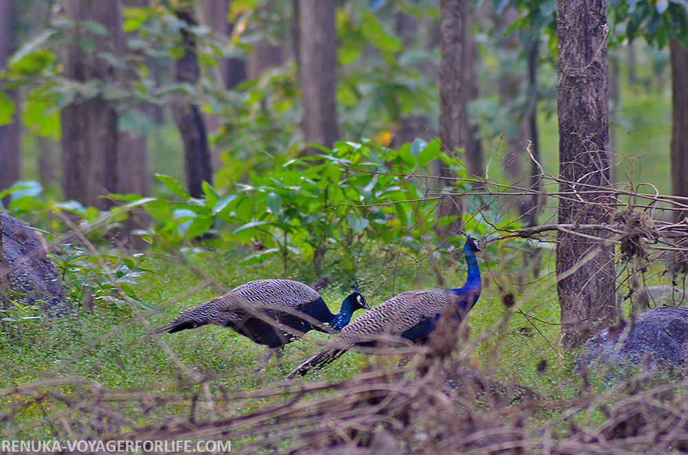 IMG-Peacock at Pench National Park