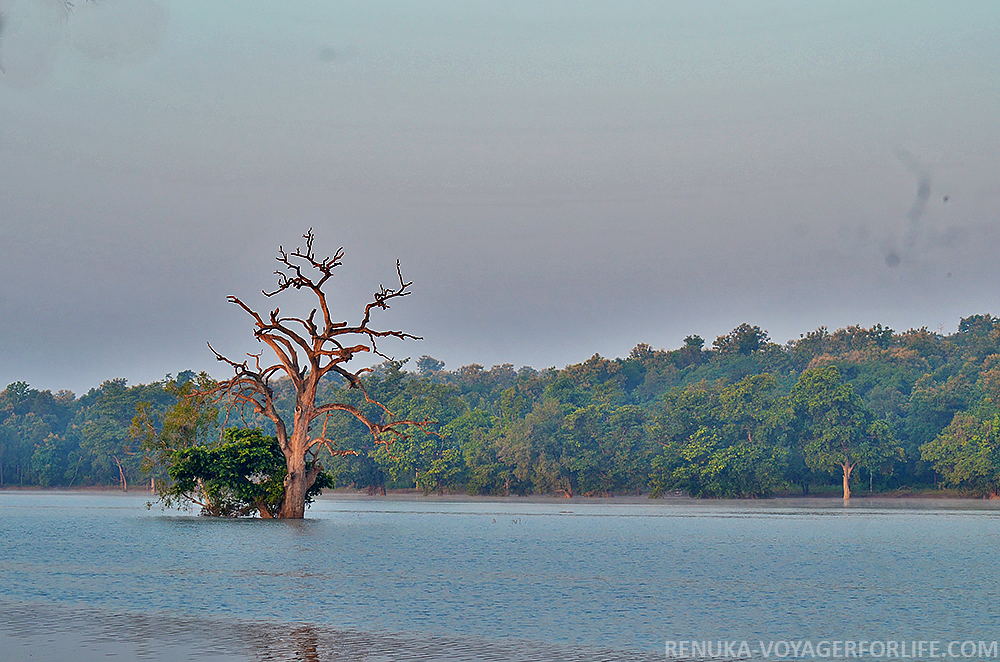 IMG-Pench River Madhya Pradesh