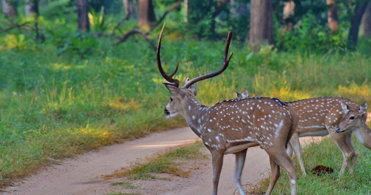 Why Is Pench The Perfect Abode For Nature Enthusiasts