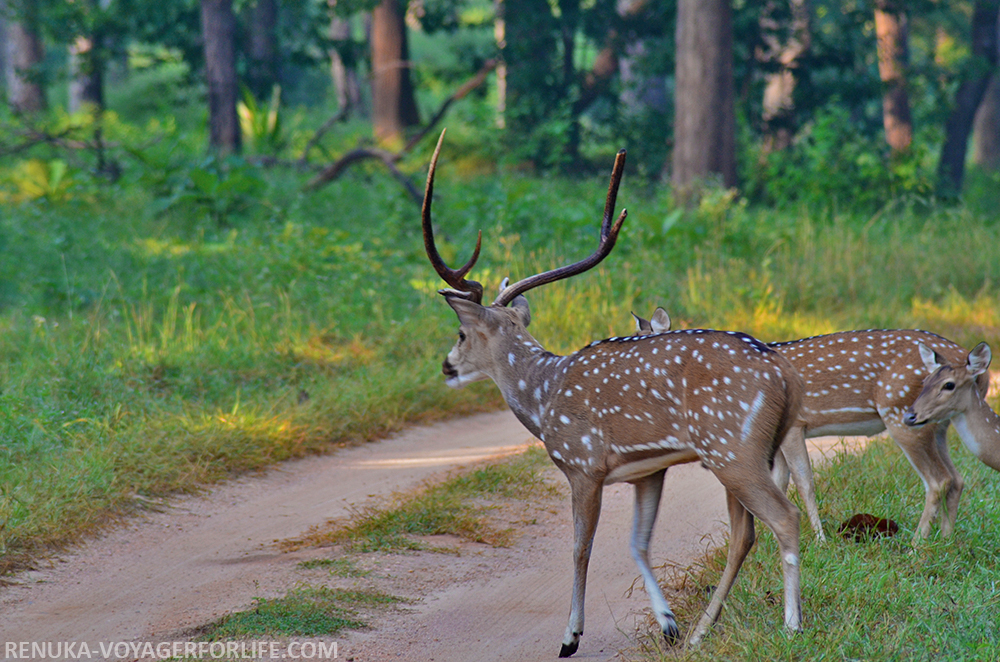 Why Is Pench The Perfect Abode For Nature Enthusiasts
