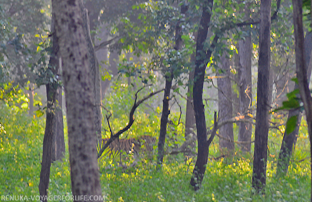 IMG-Tiger sighting at Pench National Park Madhya Pradesh
