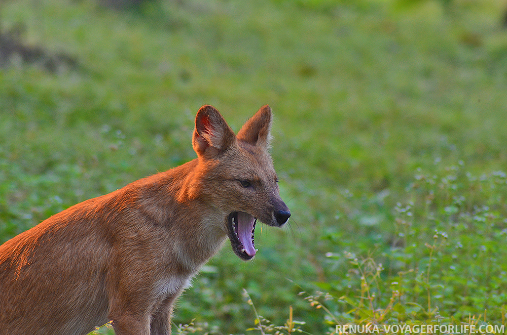 IMG-Wild dogs at Pench National Park