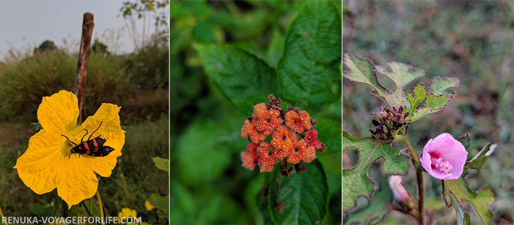 IMG-Wildflowers at Pench Tree Lodge