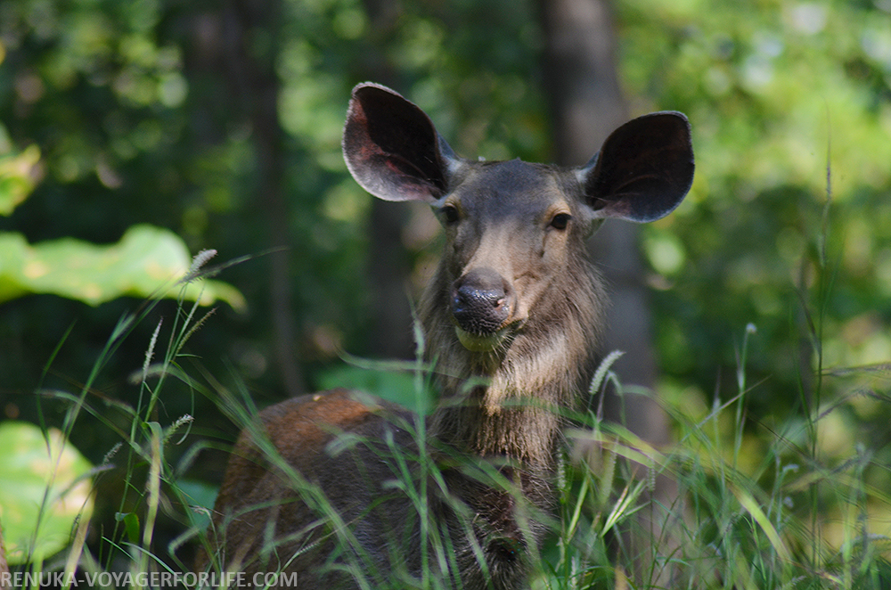 IMG-Wildlife in Pench National Park