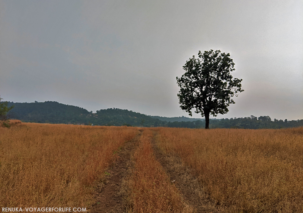 IMG-Brown grass of Maharashtra