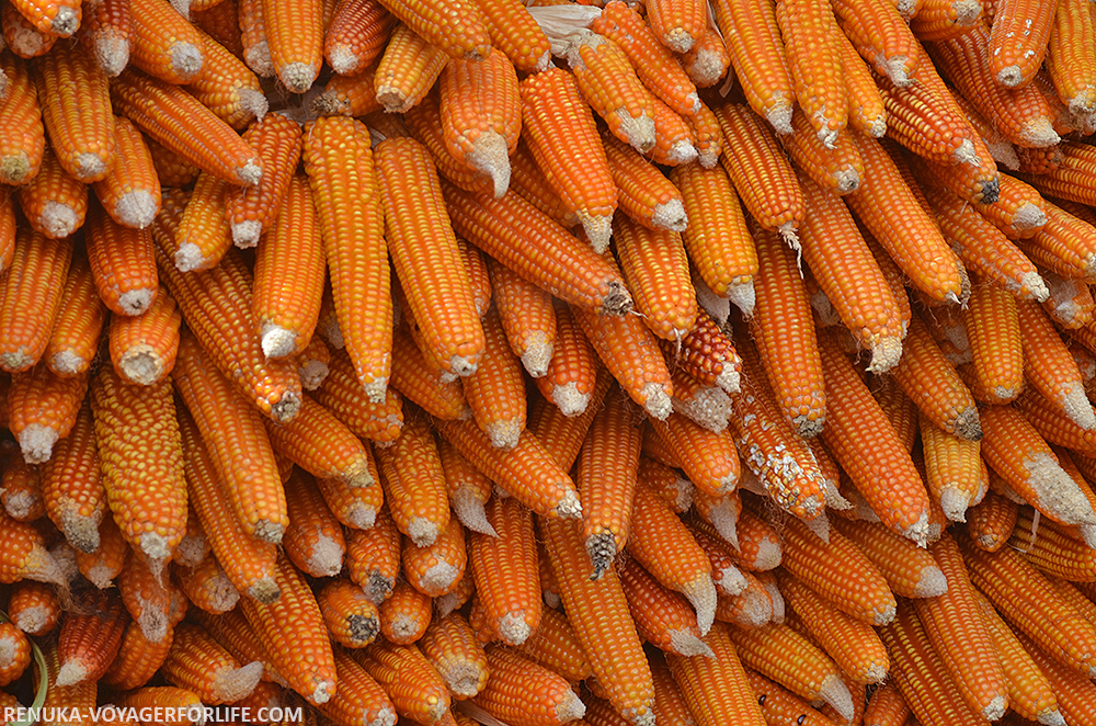 IMG-Corns of Arunachal Pradesh