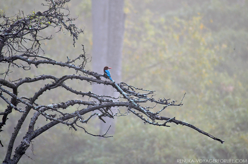 Birds in Kanha National Park