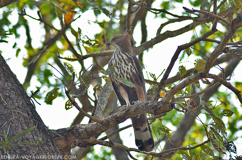 Crested Hawk eagle in Kanha National Park