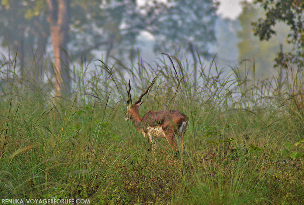 Deer at Kanha National Park