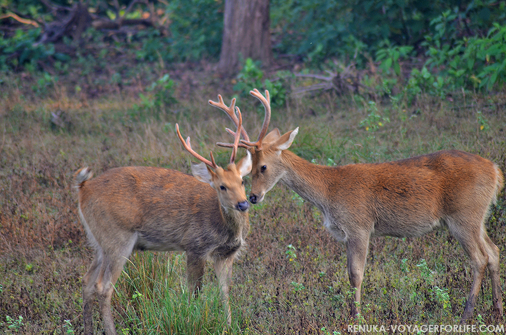 Deer in Indian forests