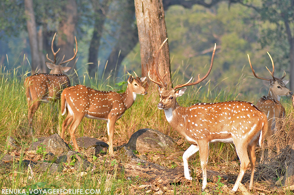 Deer in Kanha National Park