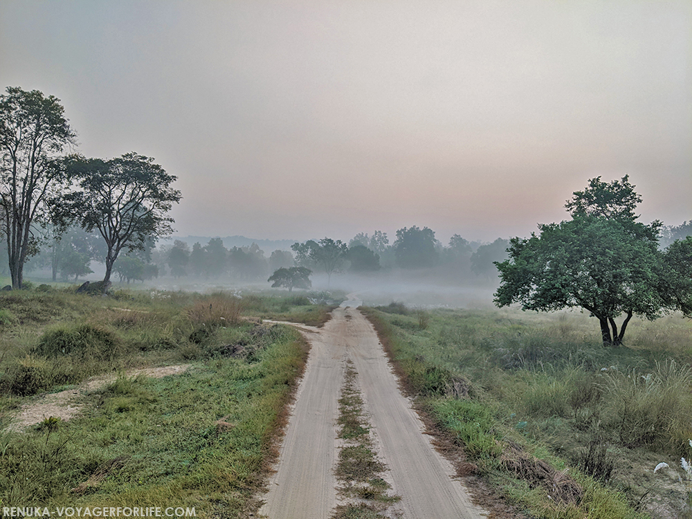 Early morning safari in Kanha National Park