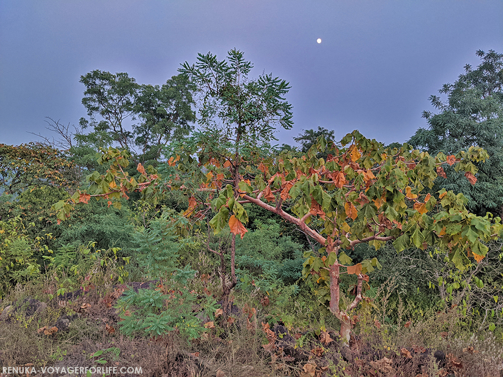 Ghost tree in Kanha