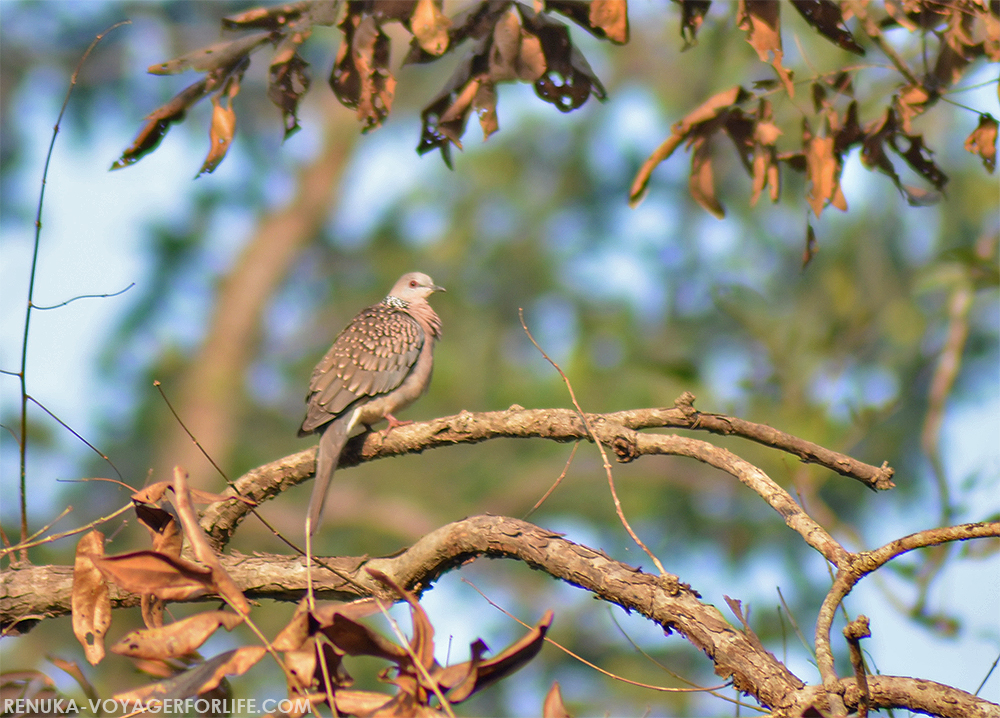 Kanha National Park birds