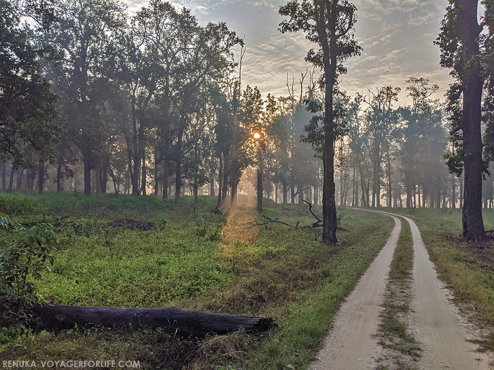 Morning light filtering through trees in Kanha National Park