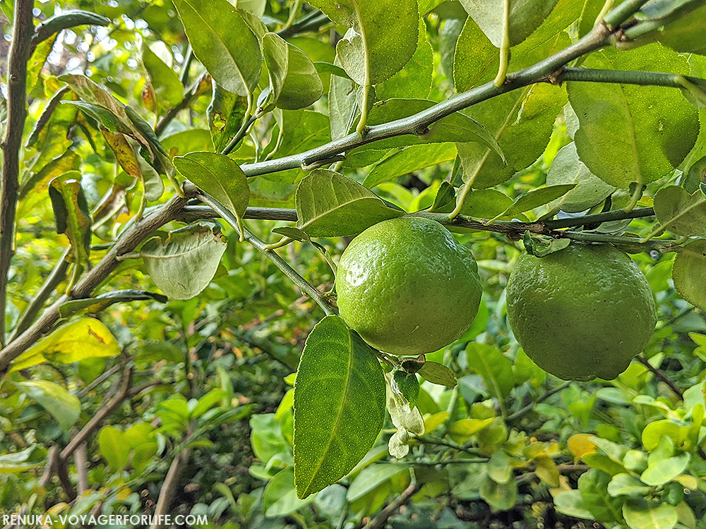 Organic farming in Madhya Pradesh