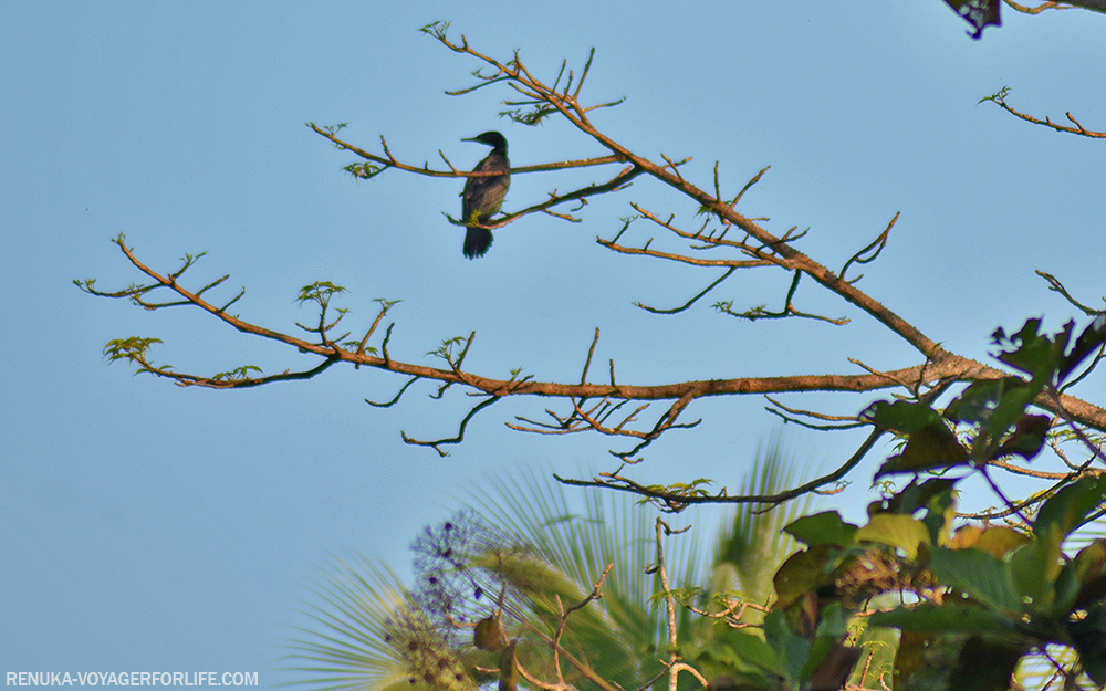 Birdwatching spots in South Goa