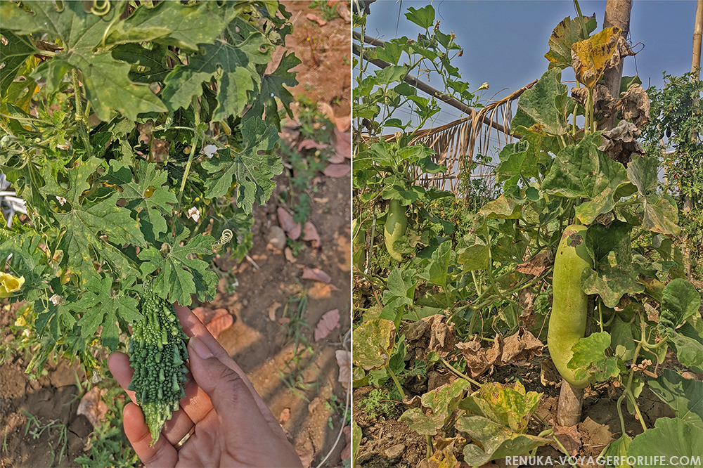 Organic vegetable farming in Maharashtra