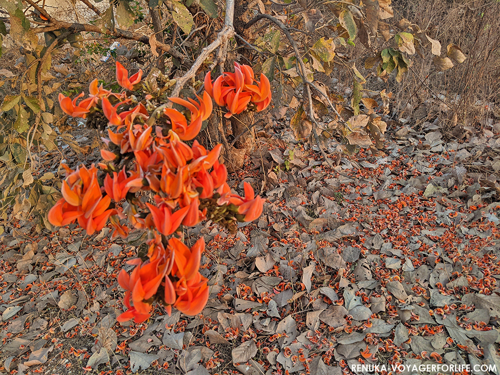 orange farm visit nagpur