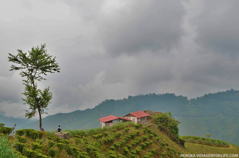 Homestays in Darjeeling